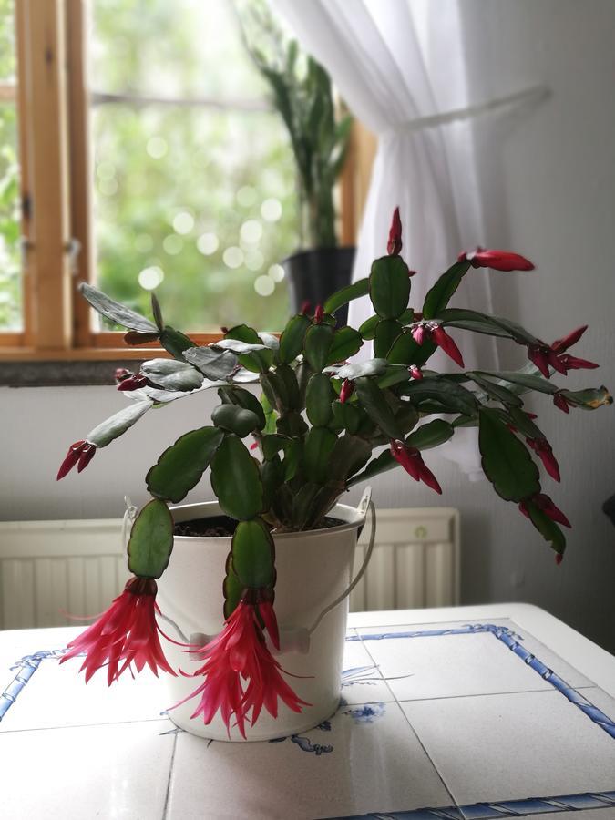 Garden Mellan Slotten Svarte Ngoại thất bức ảnh