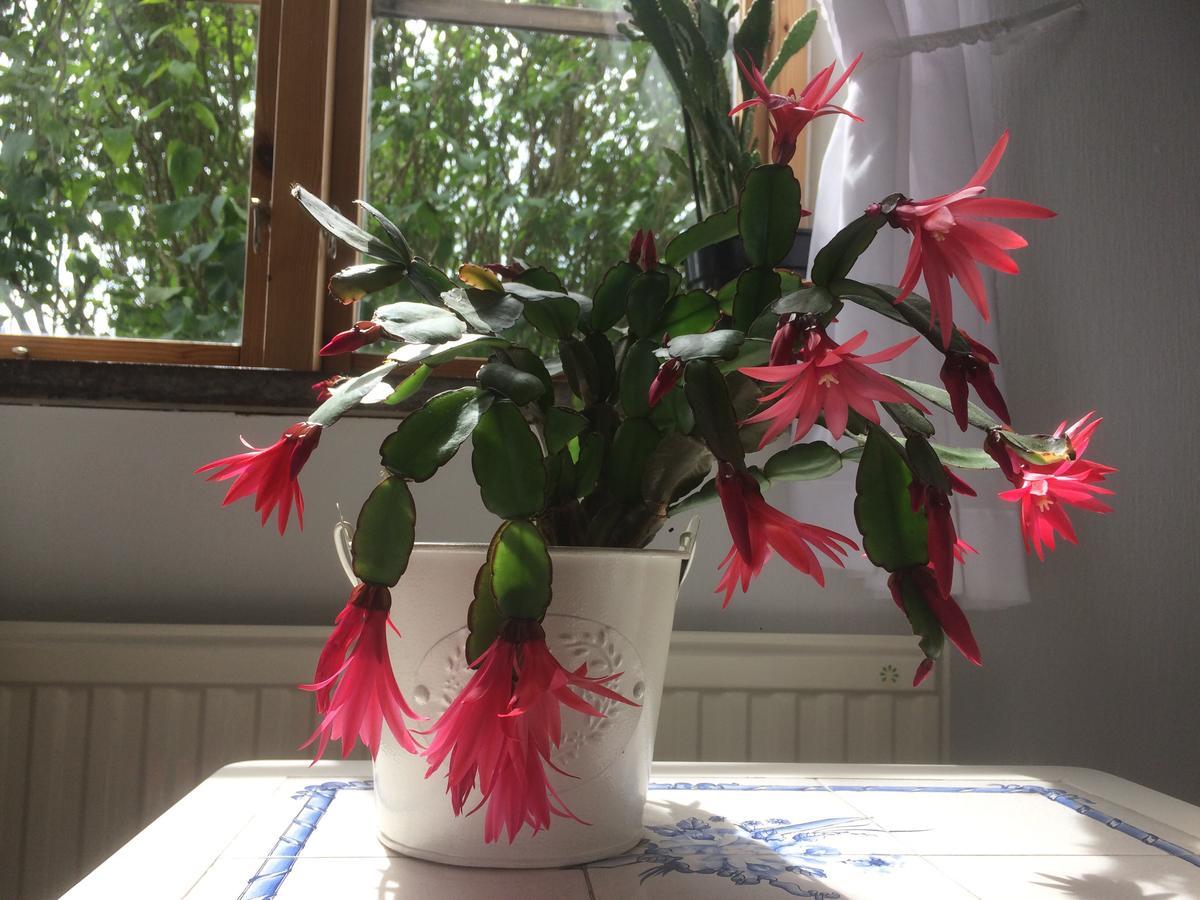 Garden Mellan Slotten Svarte Ngoại thất bức ảnh